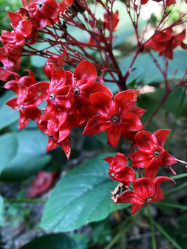 狀元紅網(wǎng)，揭秘4987精準(zhǔn)資料的秘密，狀元紅網(wǎng)揭秘，精準(zhǔn)資料4987背后的秘密