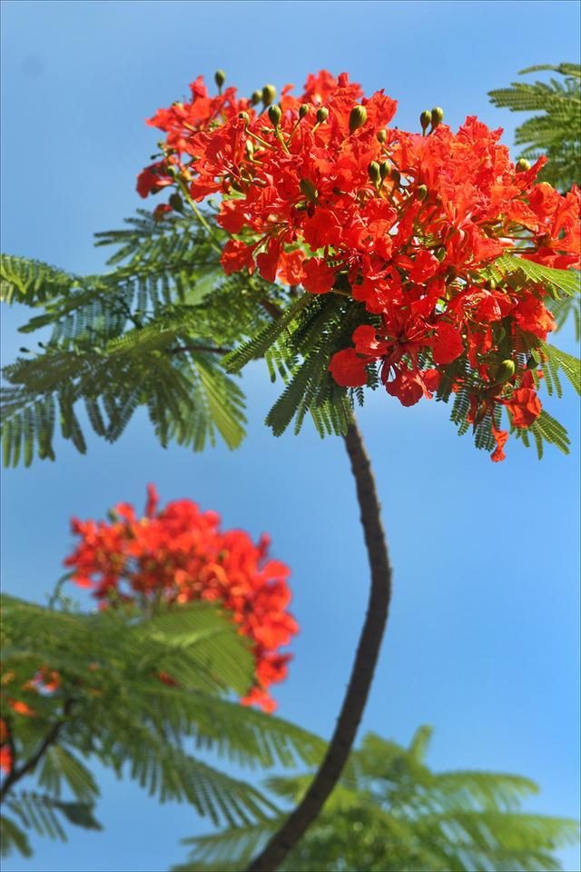 狀元紅，揭秘4987最準(zhǔn)最快的秘密武器，狀元紅，揭秘最準(zhǔn)最快的秘密武器 4987