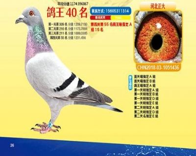 王中王四馬一肖，探尋背后的故事與奧秘，王中王四馬一肖，背后的故事與奧秘探尋