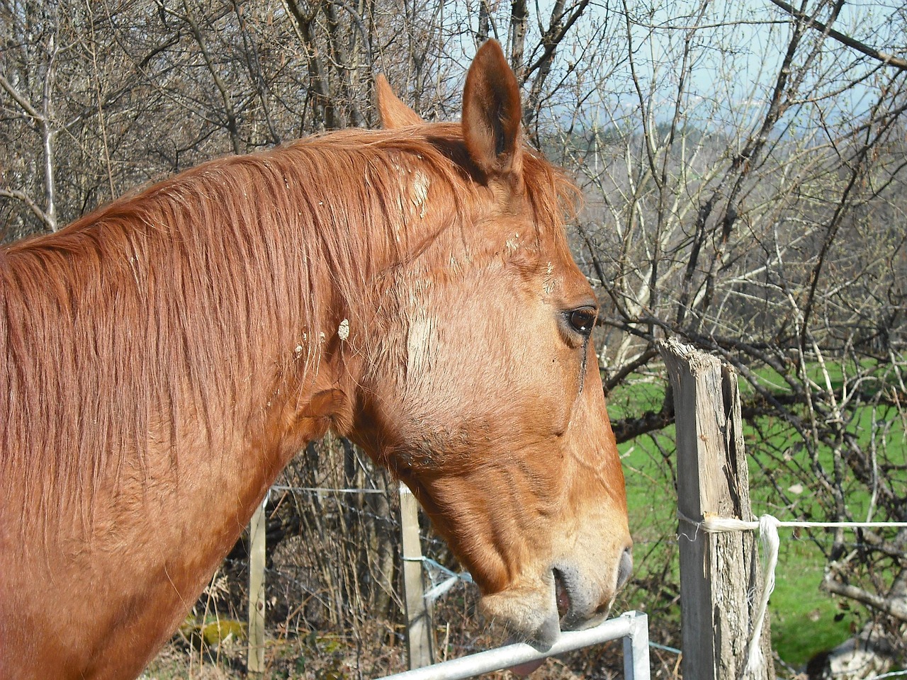 澳門四不像特馬，探索神秘現(xiàn)象背后的真相，澳門四不像特馬揭秘神秘現(xiàn)象背后的真相