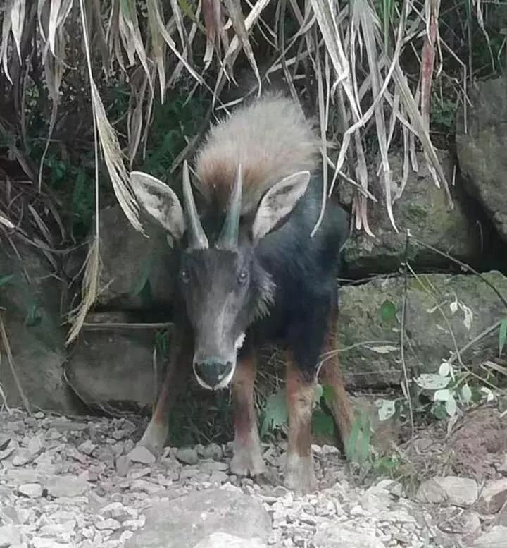 神秘預(yù)測