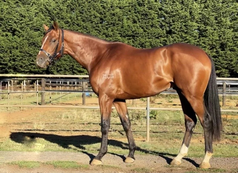 今晚澳門特馬開(kāi)什么？今晚四不像的探討，今晚澳門特馬開(kāi)彩結(jié)果及四不像探討