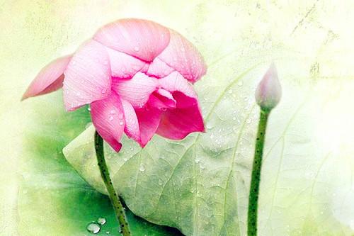 買(mǎi)一注猜生肖，揭秘生肖預(yù)測(cè)的神秘面紗，揭秘生肖預(yù)測(cè)神秘面紗，一注猜生肖探秘之旅
