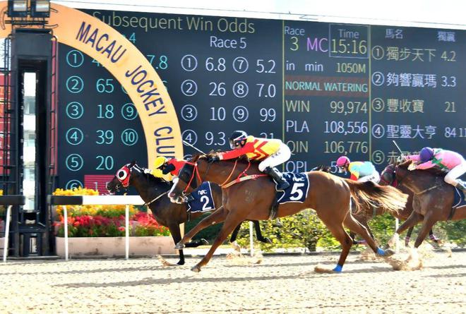 澳門馬免費(fèi)料期期公開，探索背后的真相與秘密，澳門馬免費(fèi)料期期公開背后的真相與秘密探索