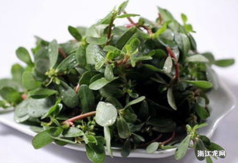 馬齒莧的六大神奇功效，自然草本的力量，馬齒莧的六大神奇功效，自然草本的奧秘力量