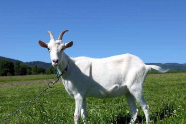 今晚澳門開三肖兔羊蛇，探索生肖運(yùn)勢(shì)與風(fēng)水預(yù)測(cè)的魅力，生肖運(yùn)勢(shì)與風(fēng)水預(yù)測(cè)探索，兔羊蛇今晚在澳門展現(xiàn)魅力