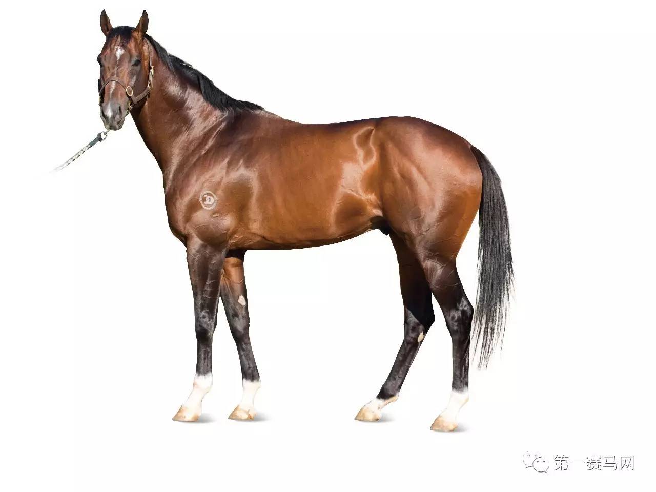 王中王資料一肖中馬，深度解析與SEO優(yōu)化策略，王中王資料一肖中馬深度解析與SEO優(yōu)化策略探討