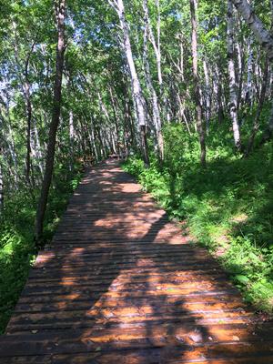 塞罕壩旅游攻略，自助游者的絕佳選擇，塞罕壩旅游攻略，自助游者的首選目的地