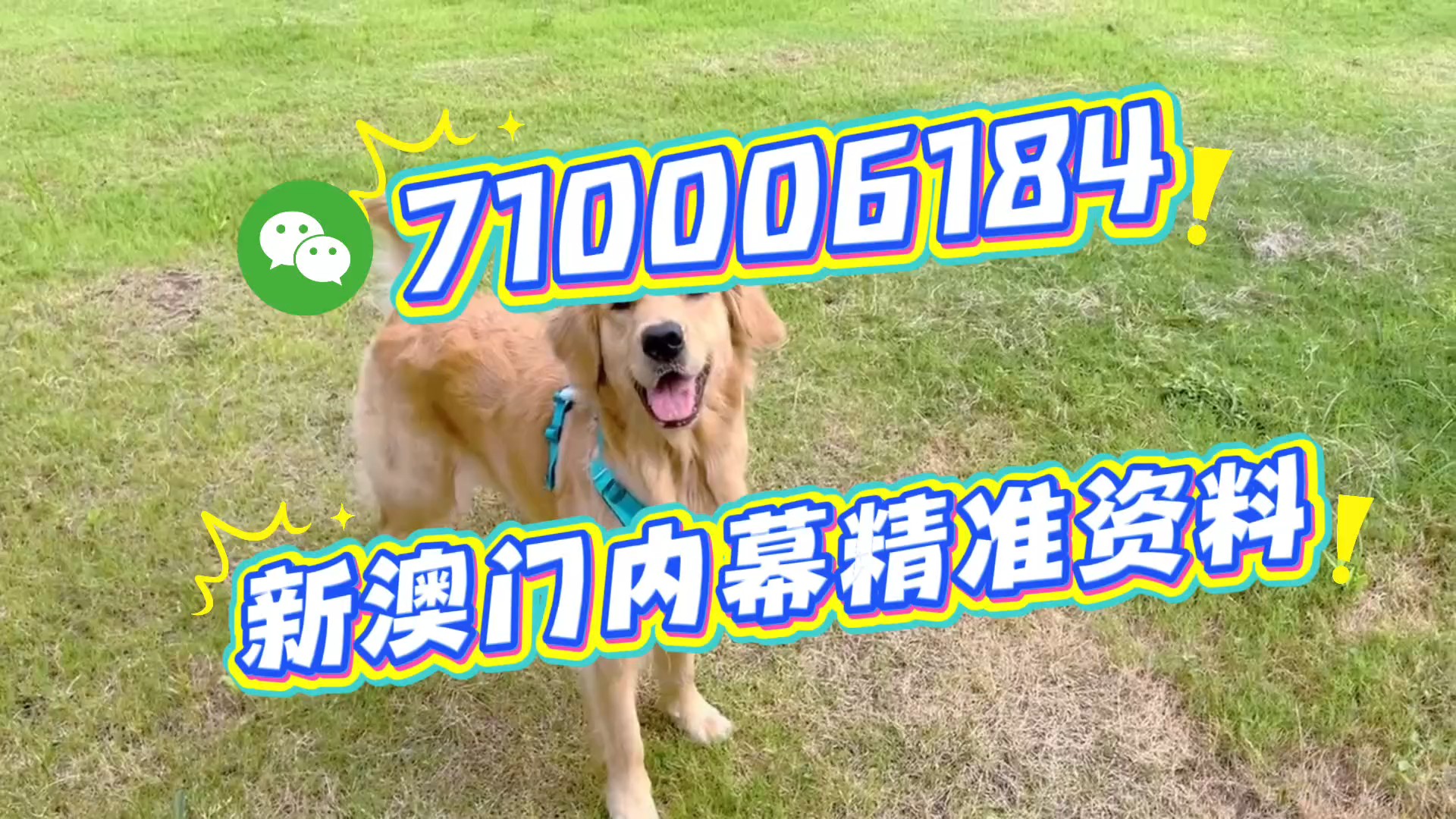 澳門一肖一碼期期準(zhǔn)，揭秘精準(zhǔn)預(yù)測的秘密，澳門精準(zhǔn)預(yù)測一肖一碼揭秘，期期準(zhǔn)確的秘密探究