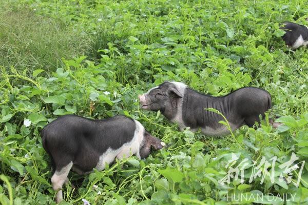 花豬王中王平特一肖，深度解析與SEO優(yōu)化策略，花豬王中王平特一肖，深度解析及SEO優(yōu)化策略探討