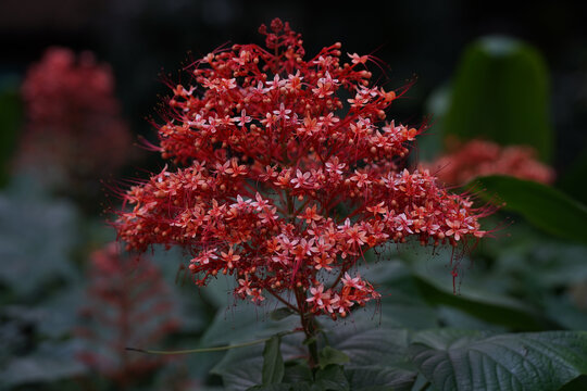 狀元紅，揭秘4987最快鐵算資料背后的秘密，狀元紅背后的秘密，揭秘最快鐵算資料4987的神秘面紗