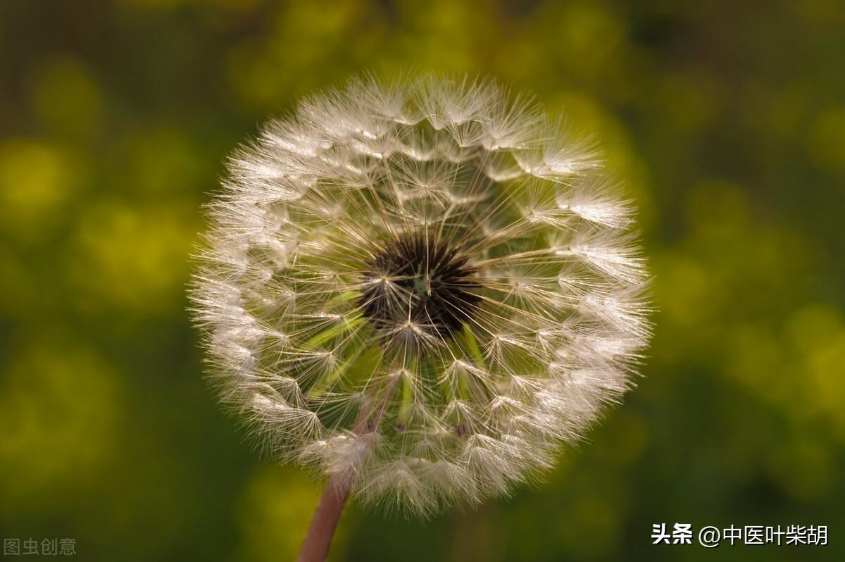 馬齒莧治療前列腺的神奇效果，古老草本的現(xiàn)代醫(yī)學(xué)奇跡，馬齒莧治療前列腺，古老草本展現(xiàn)現(xiàn)代醫(yī)學(xué)奇跡